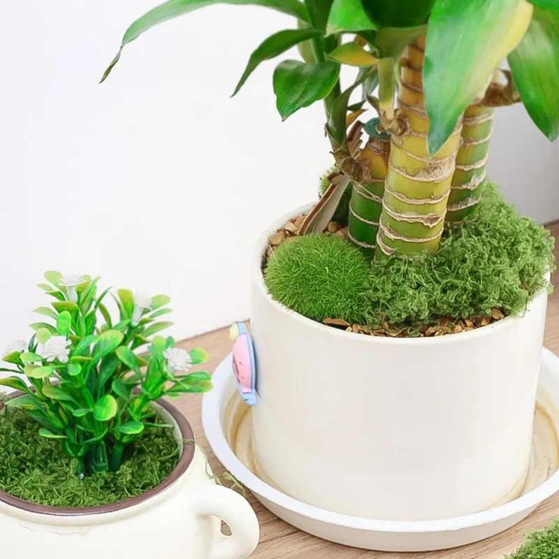30/300G Artificial Realistic M - đánh giá và giá Preserved Moss Sheet