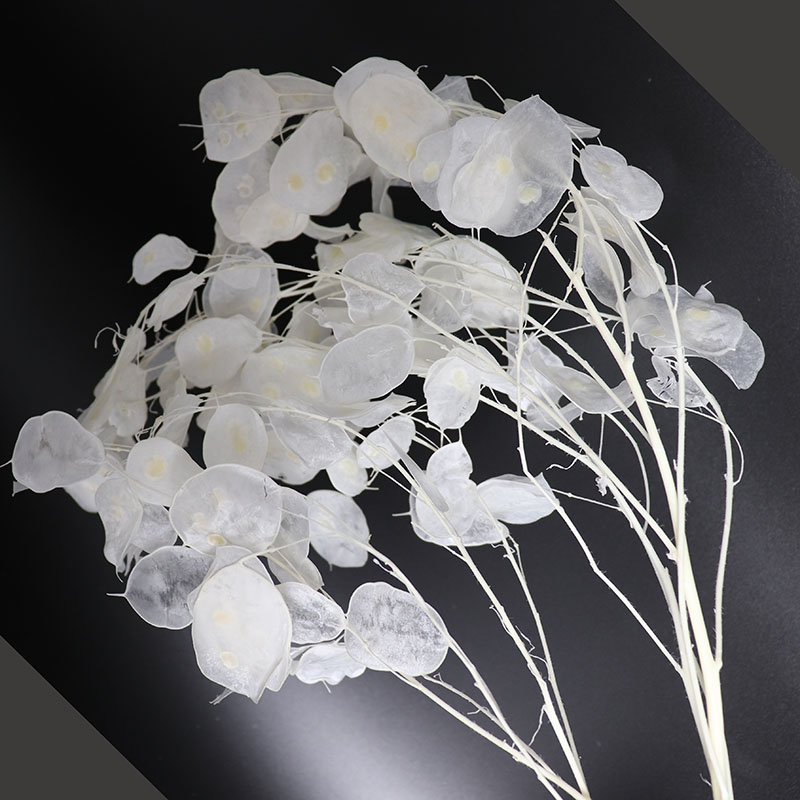 Preserved Lunaria Flowers for  - đánh giá và giá Eucalyptus Preserved