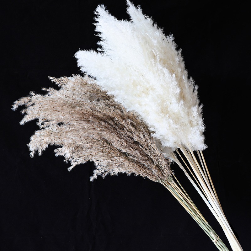 10Pcs Colorful Natural Reeds P - đánh giá và giá Florist Supply Vases